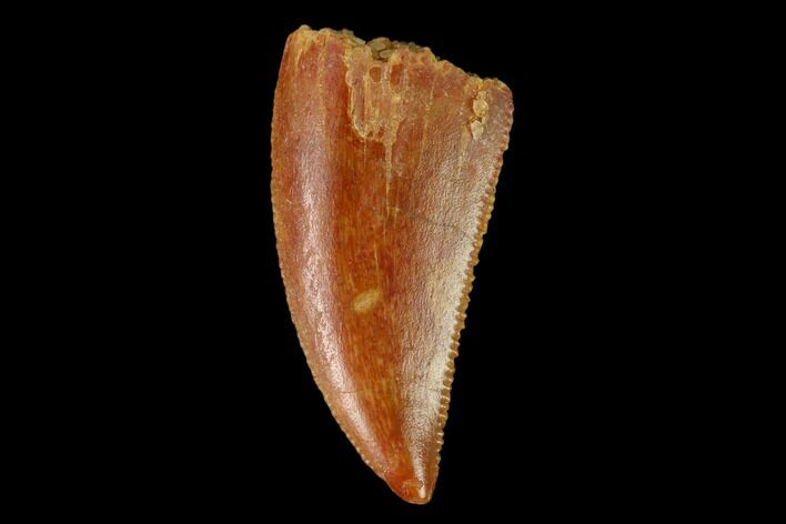 Serrated, Raptor Tooth - Real Dinosaur Tooth #158999